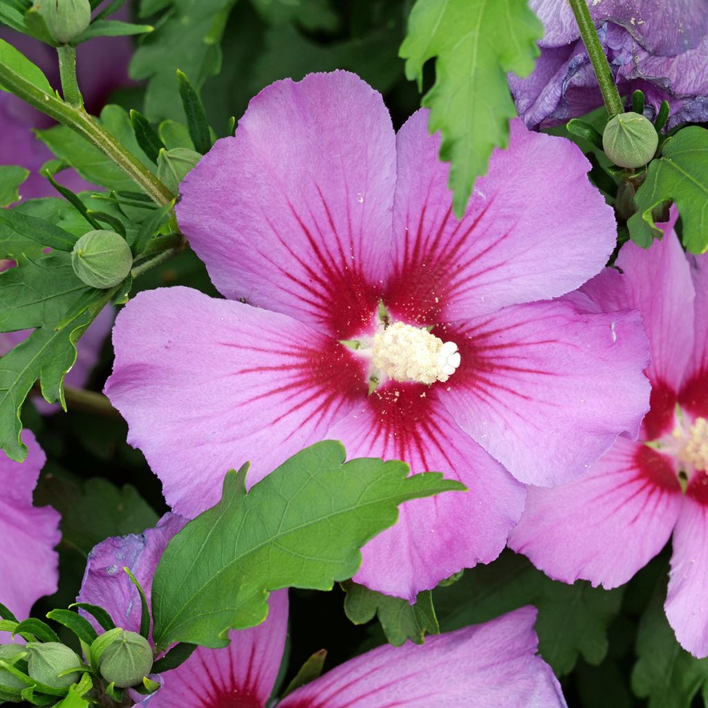 Syyrianhiiskus (siemenet) - Hibiscus syriacus