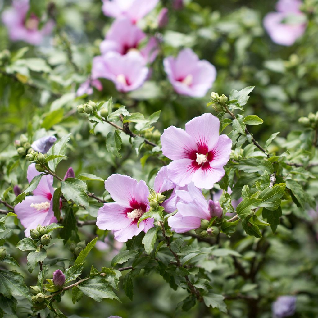 Syyrianhiiskus (siemenet) - Hibiscus syriacus