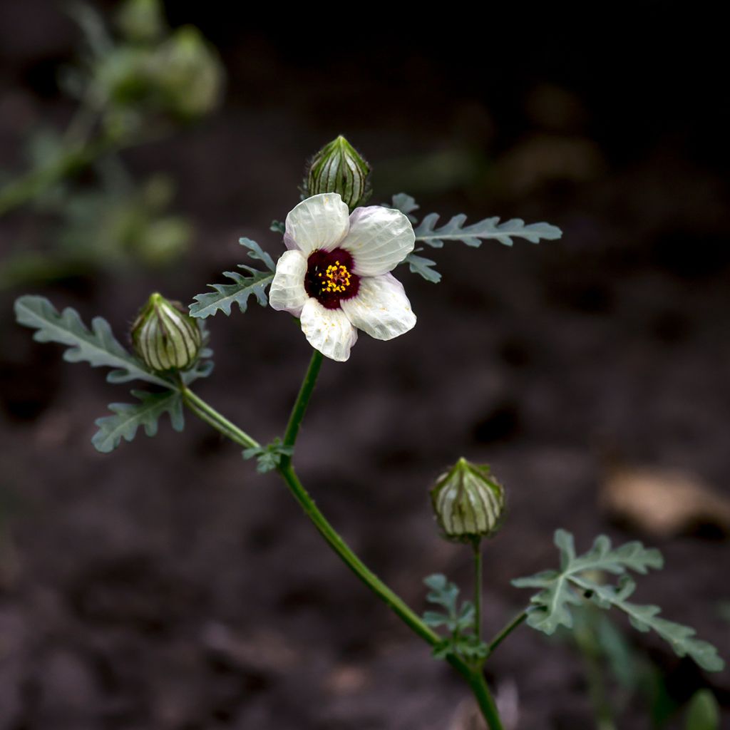 Ajannäyttäjä (siemenet) - Hibiscus trionum