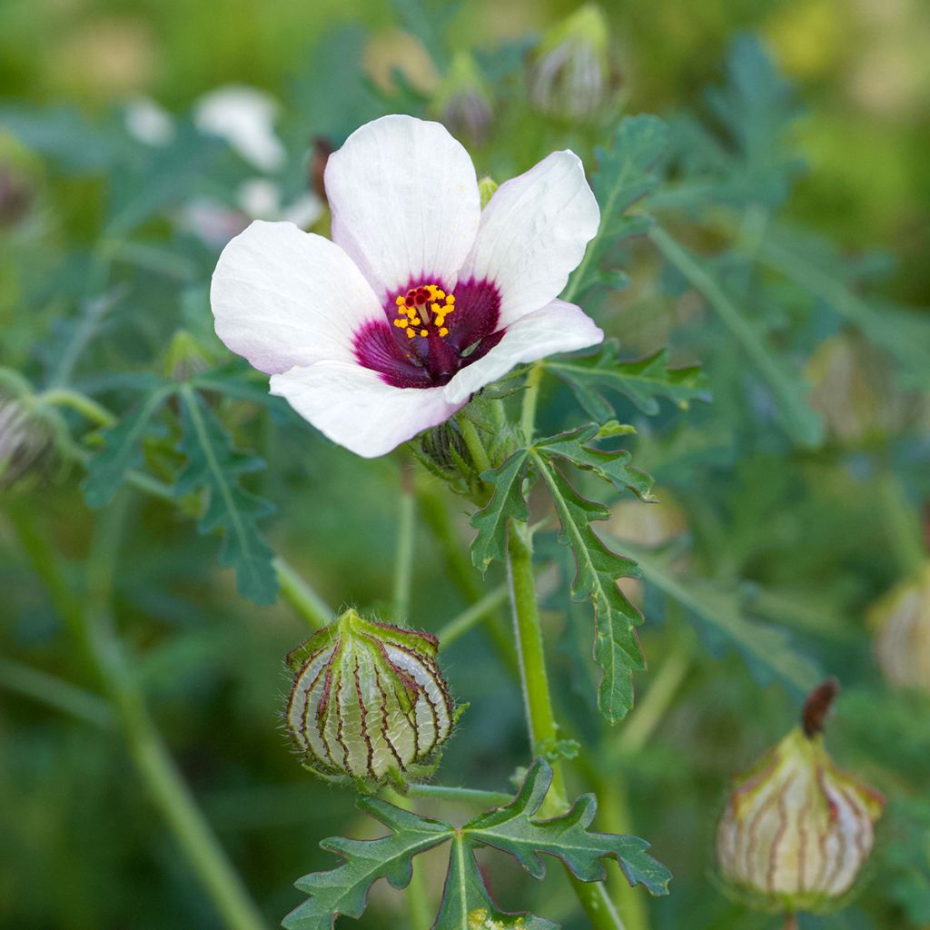 Ajannäyttäjä (siemenet) - Hibiscus trionum