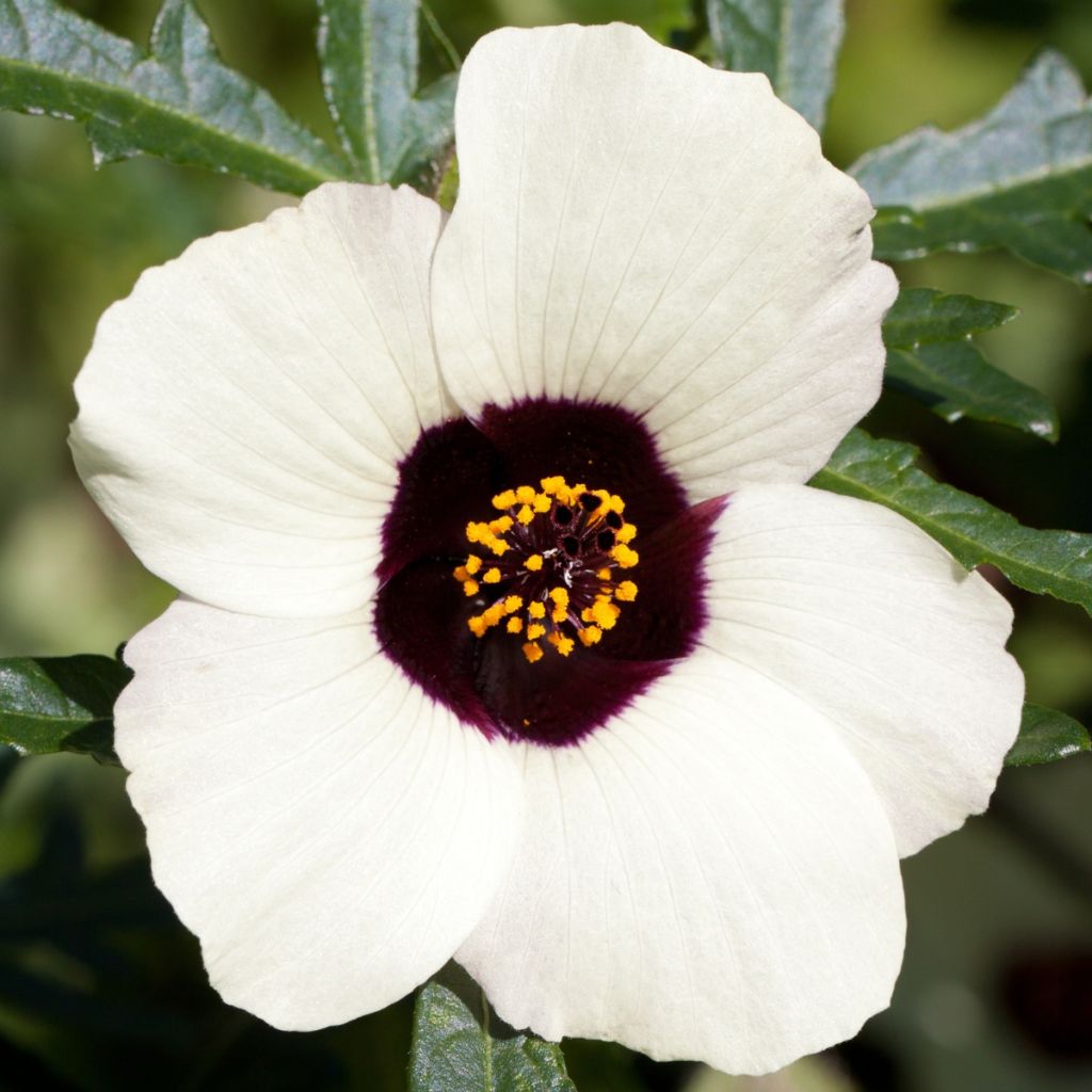 Ajannäyttäjä (siemenet) - Hibiscus trionum