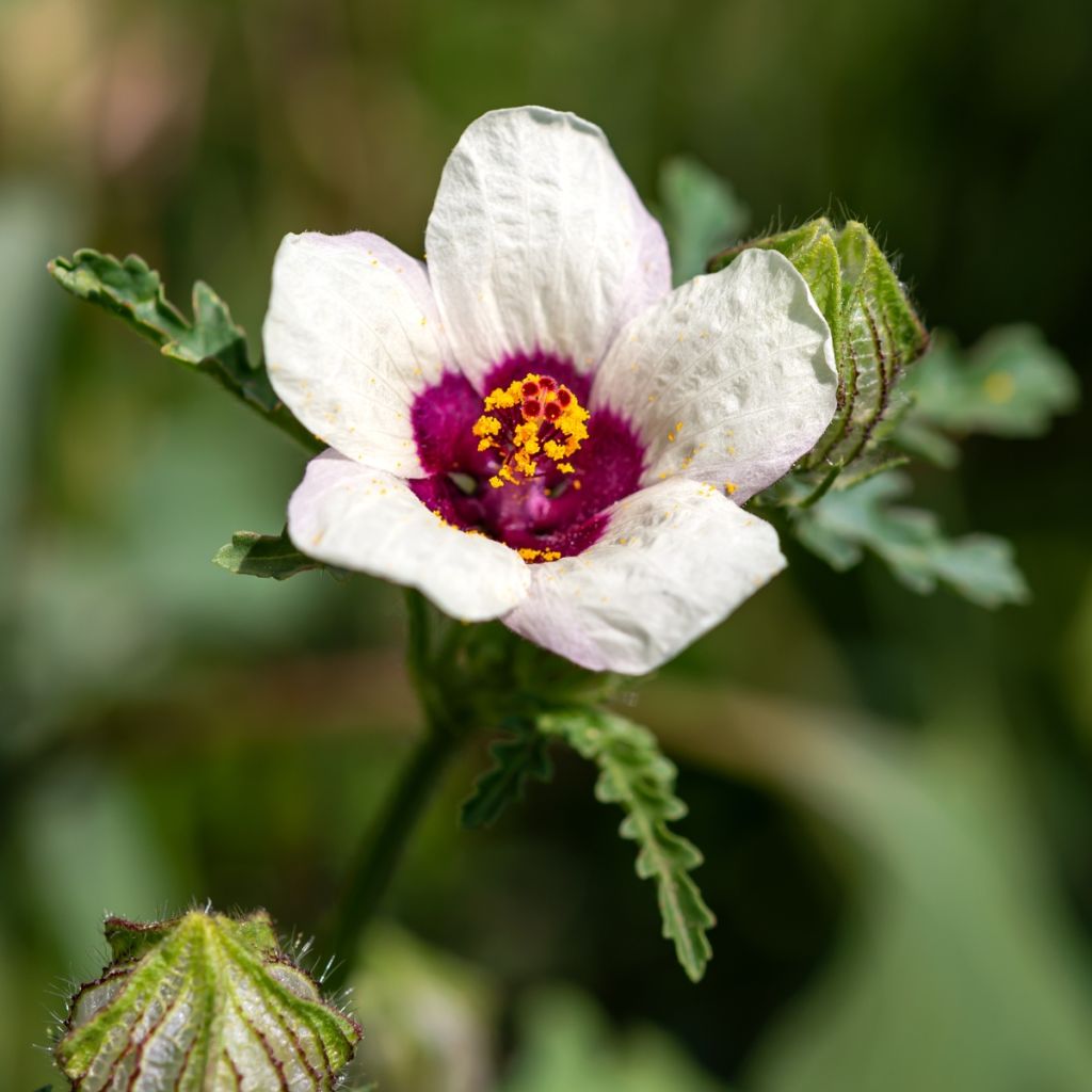 Ajannäyttäjä (siemenet) - Hibiscus trionum