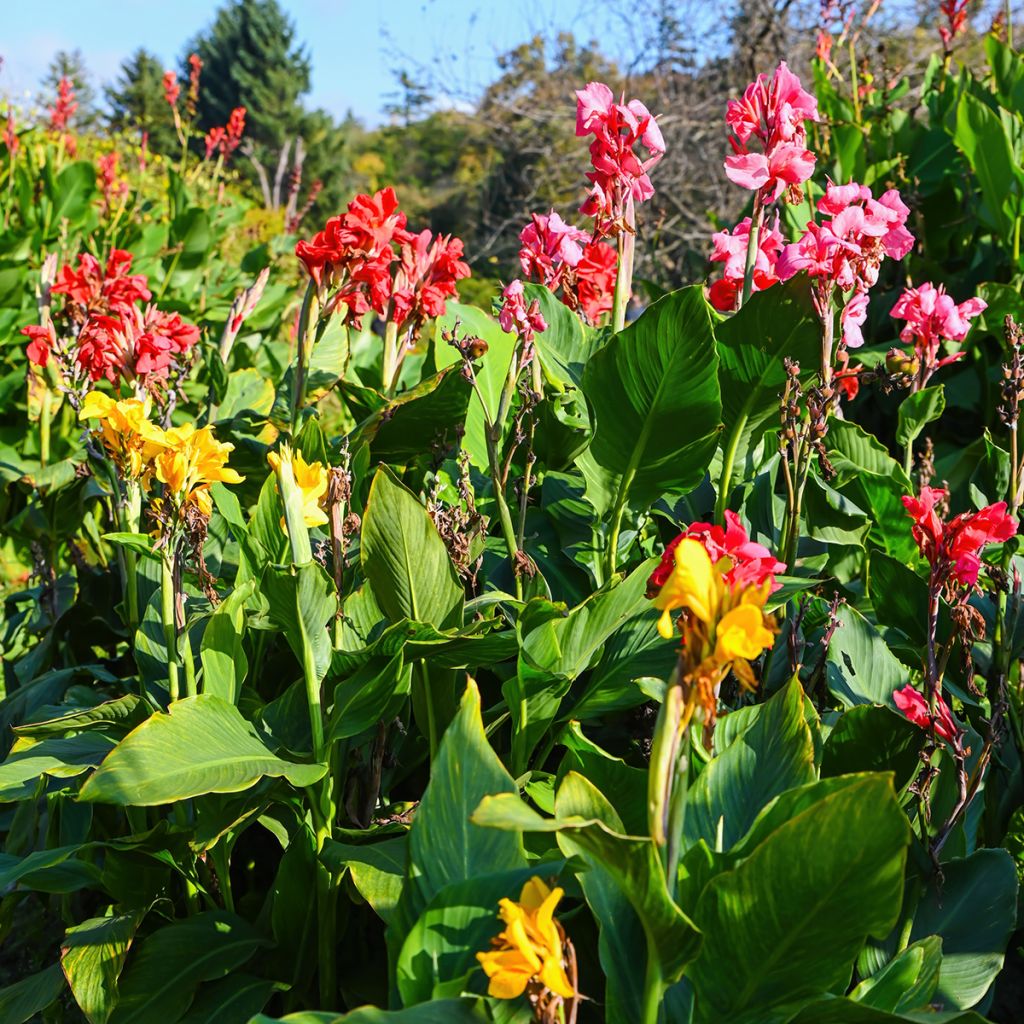 Intiankanna (siemenet) - Canna indica