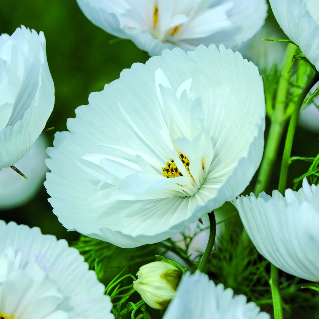 Kosmoskukka Cupcakes White (siemenet)