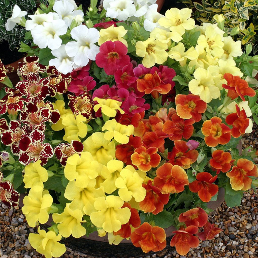 Apinankukka Maximus Mixed (siemenet)