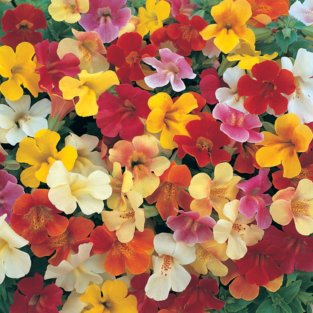 Apinankukka Mystic Mixed (siemenet)