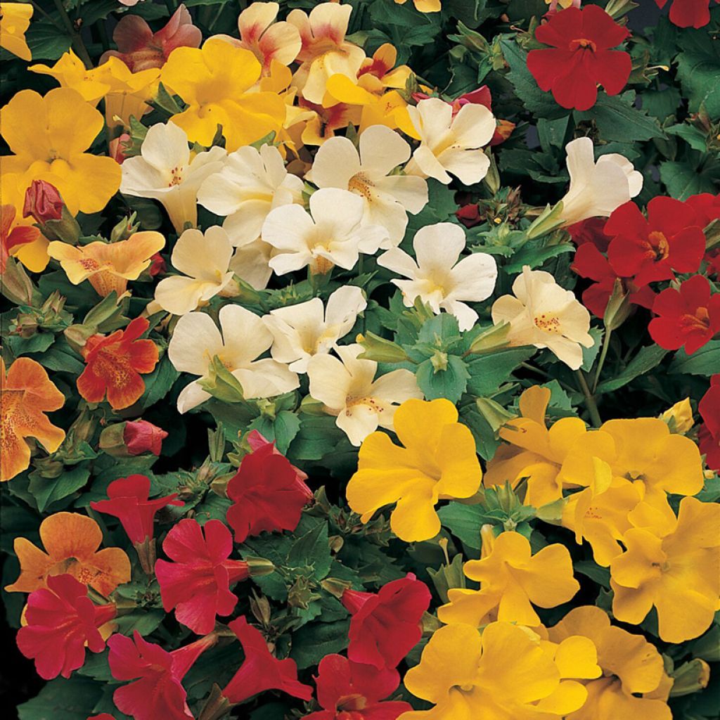 Apinankukka Mystic Mixed (siemenet)