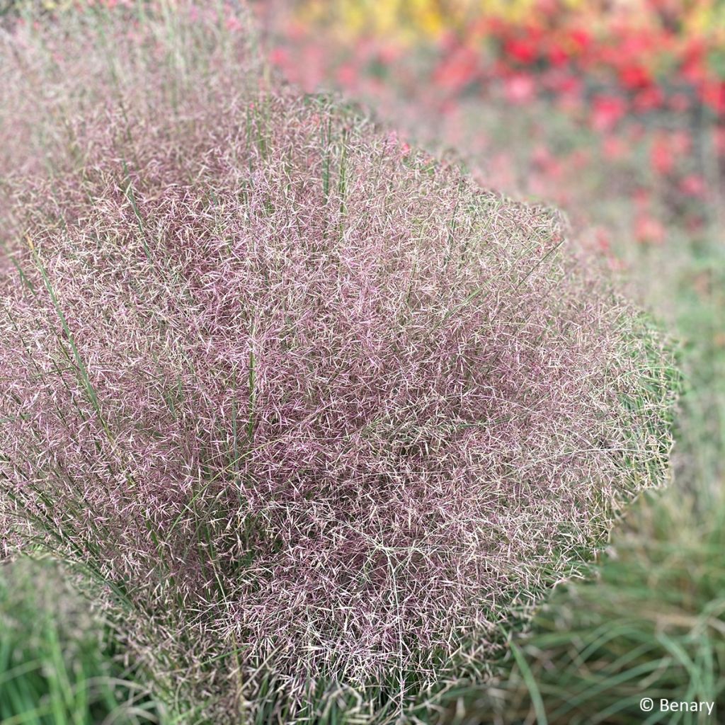 Muhlenbergia reverchonii Rosy (siemenet)