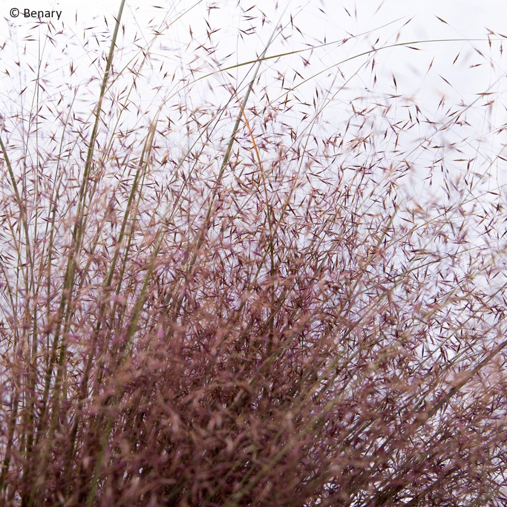 Muhlenbergia reverchonii Rosy (siemenet)