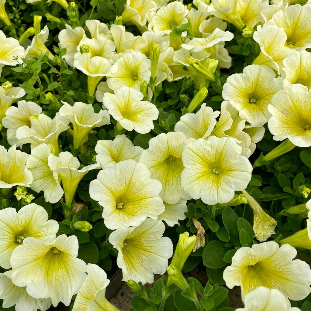Riippapetunia Limoncello (siemenet)