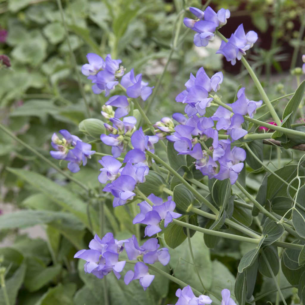 Kultalinnunherne Lord Anson's Pea (siemenet)