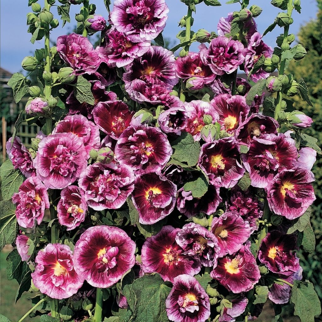 Tarhasalkoruusu Crème de cassis (siemenet)