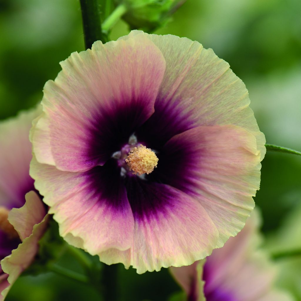 Tarhasalkoruusu Halo Apricot (siemenet)