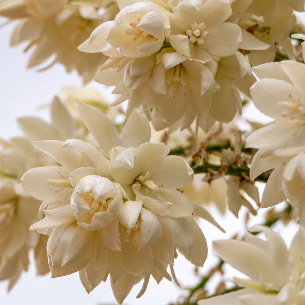 Jukka (siemenet) - Yucca rostrata