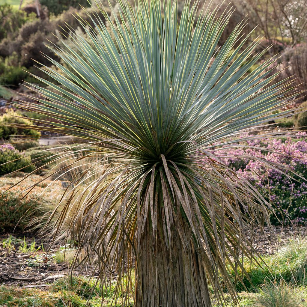 Jukka (siemenet) - Yucca rostrata