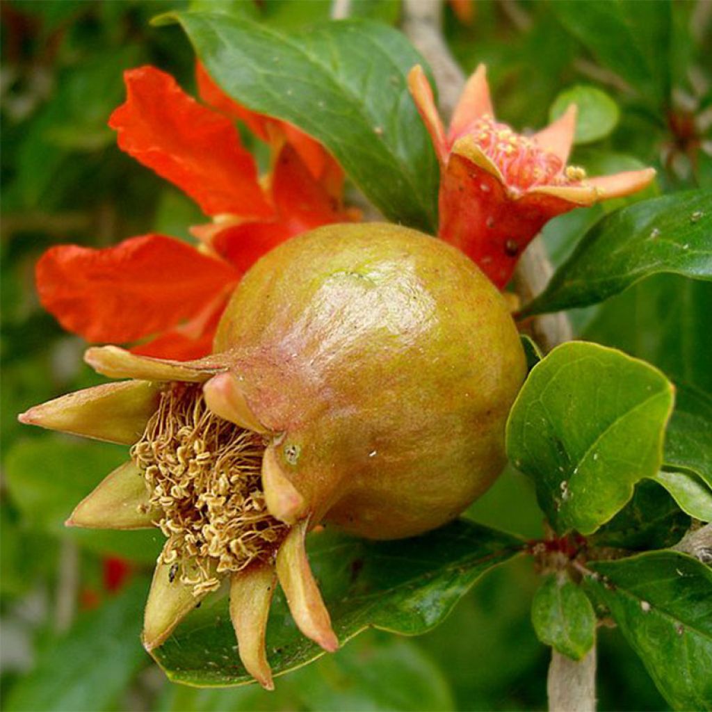 Granaattiomena - Punica granatum