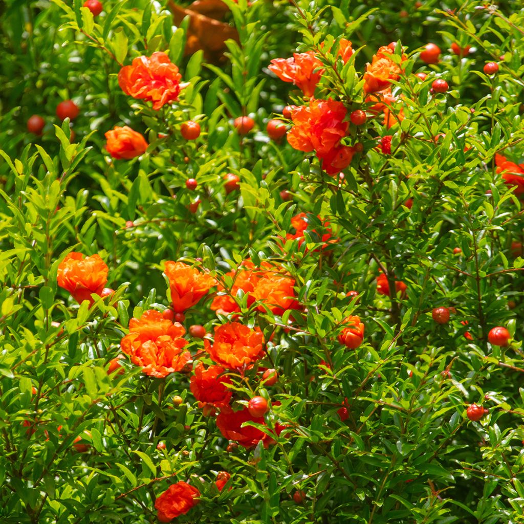 Granaattiomena Provence