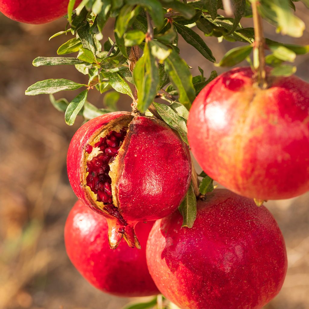 Granaattiomena - Punica granatum