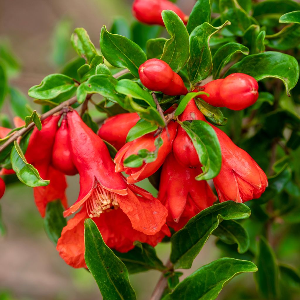 Granaattiomena - Punica granatum