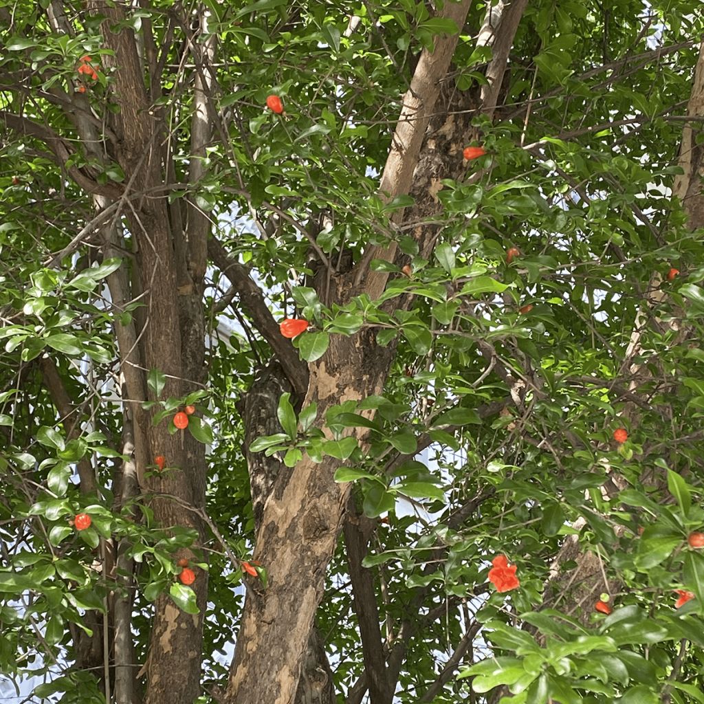 Granaattiomena - Punica granatum