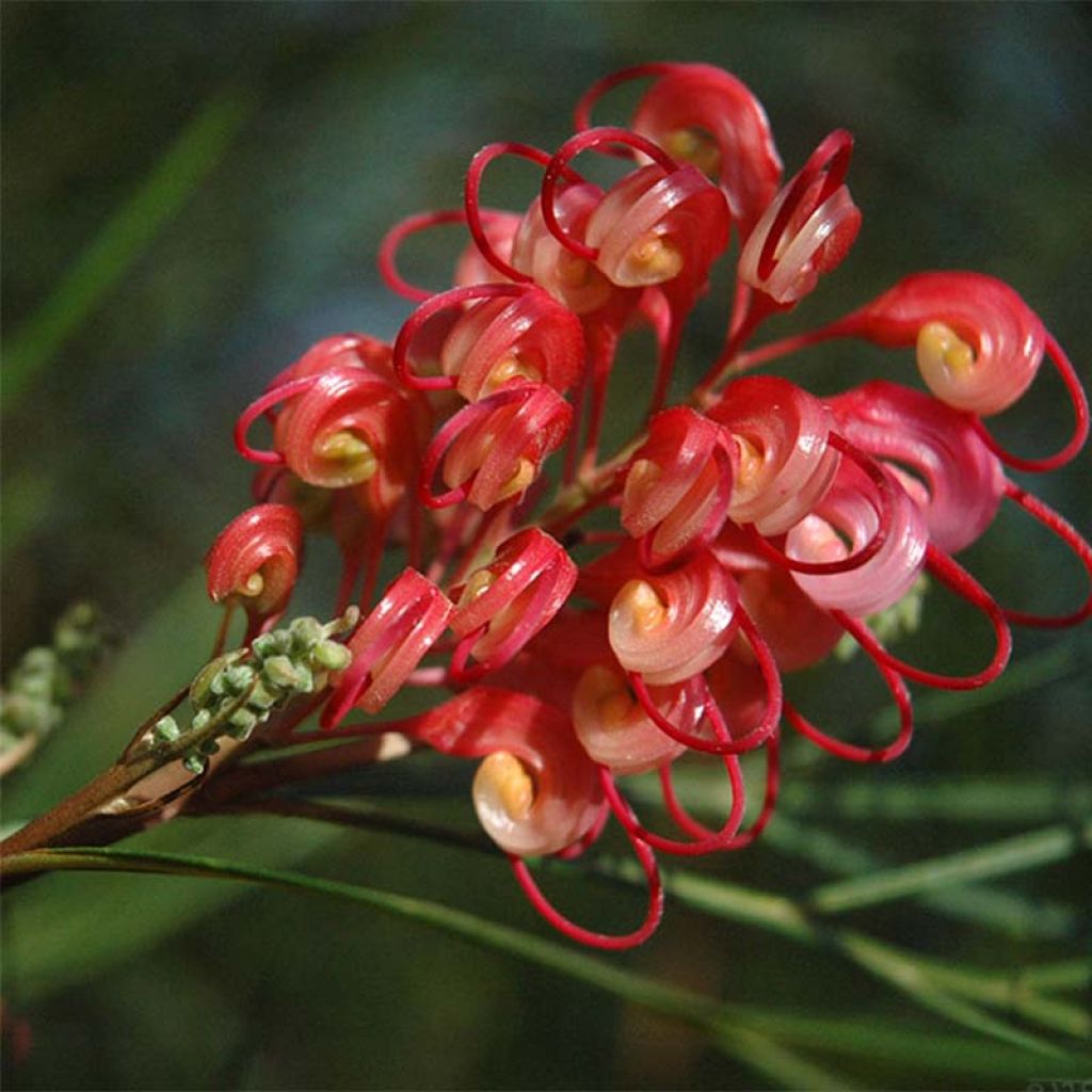 Silkkipuu - Grevillea johnsonii