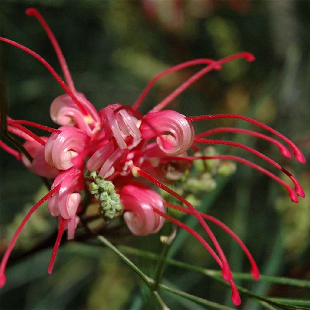 Silkkipuu - Grevillea johnsonii