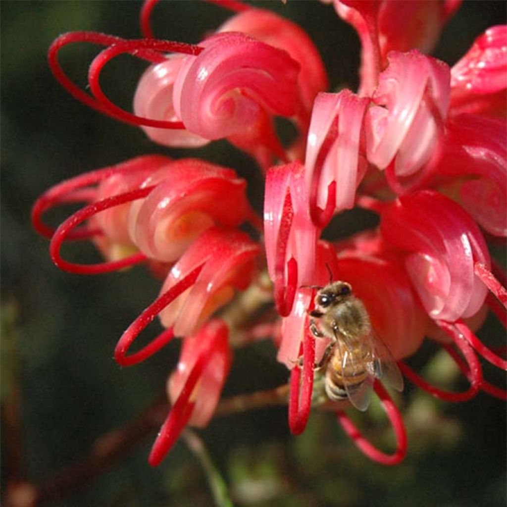 Silkkipuu - Grevillea johnsonii