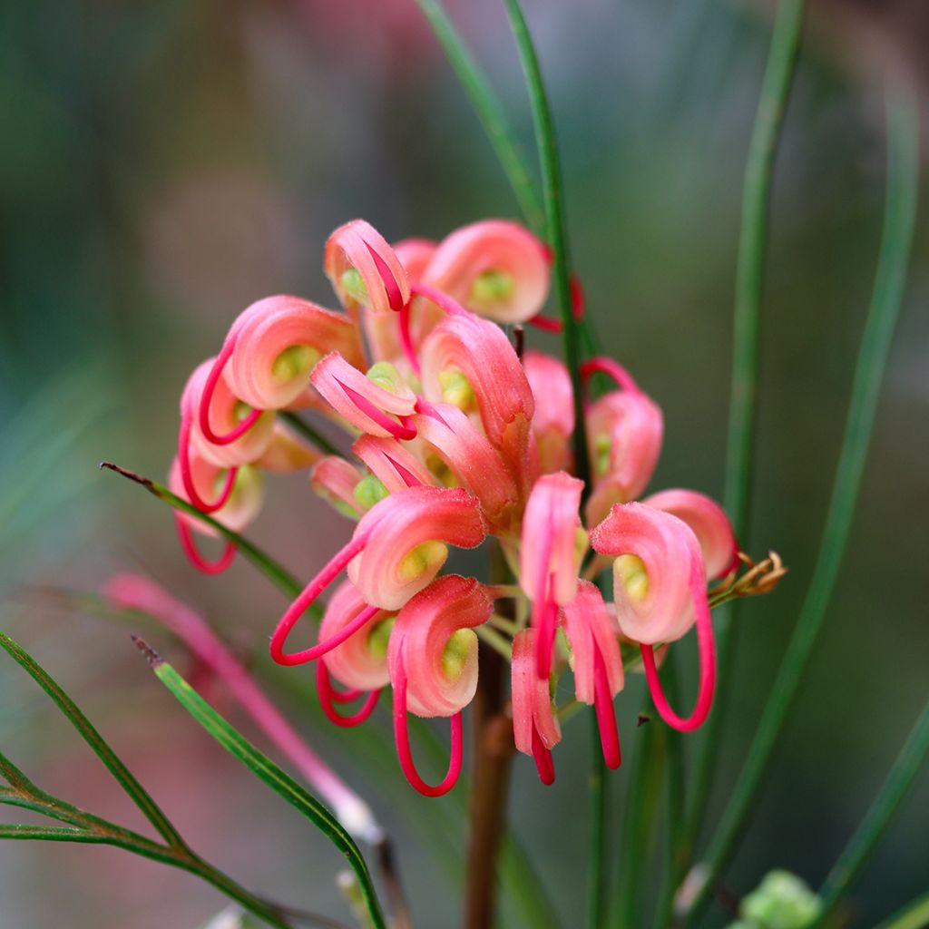 Silkkipuu - Grevillea johnsonii