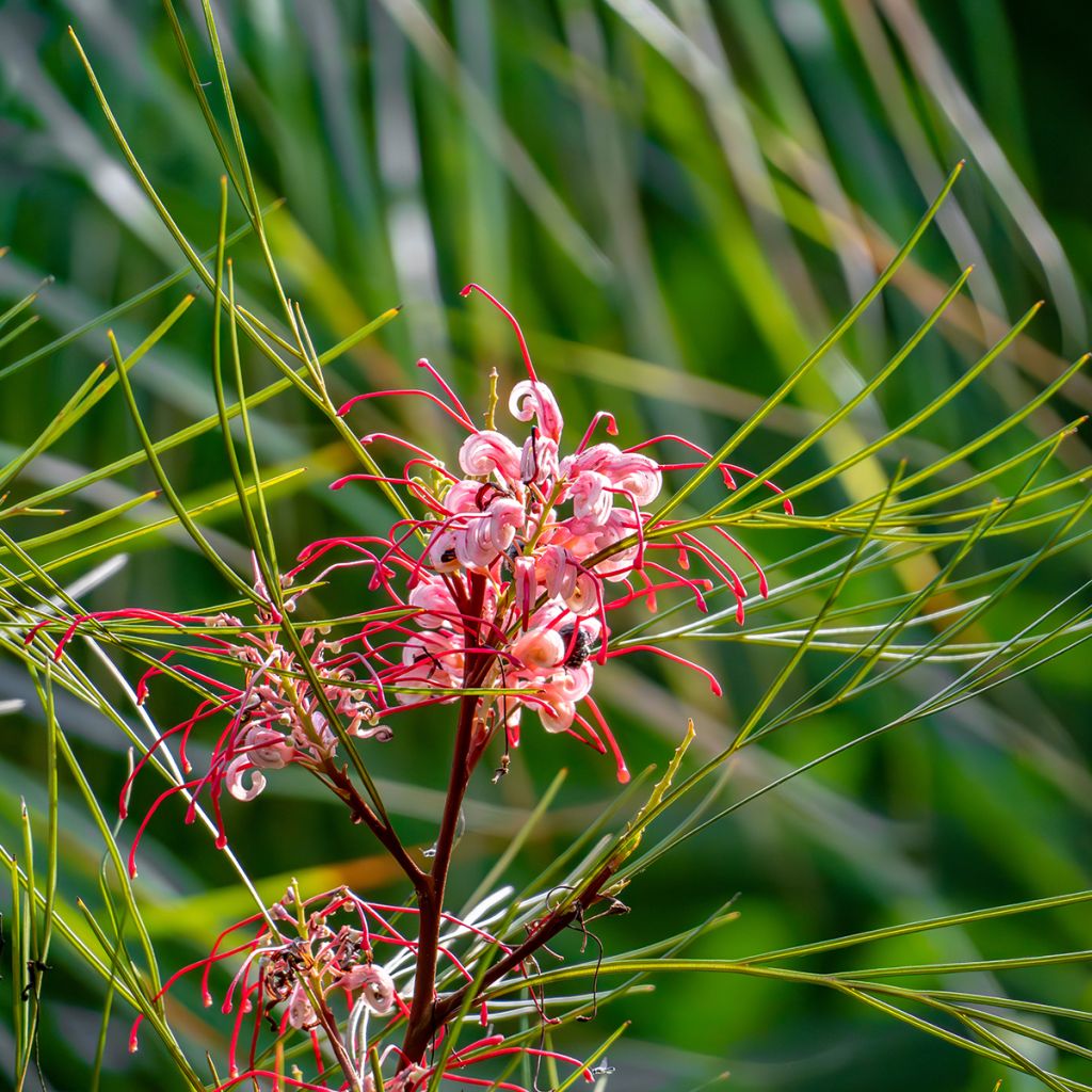 Silkkipuu - Grevillea johnsonii