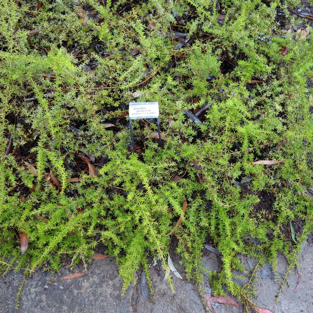 Silkkipuu - Grevillea juniperina