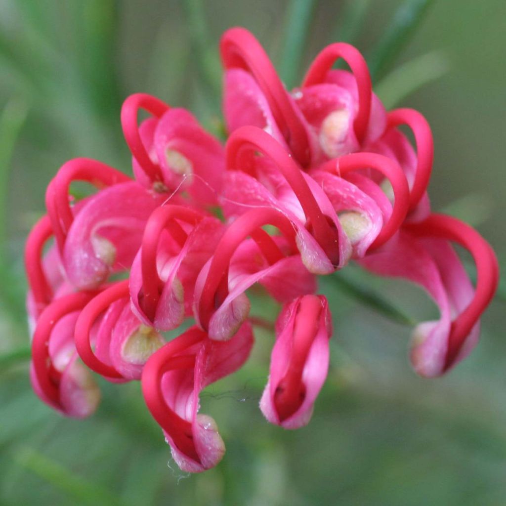 Silkkipuu - Grevillea juniperina