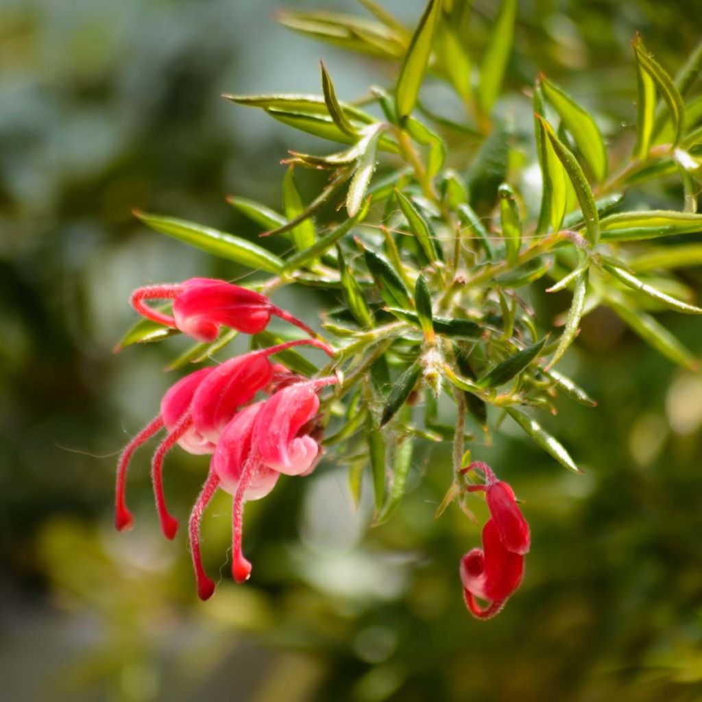 Silkkipuu - Grevillea juniperina