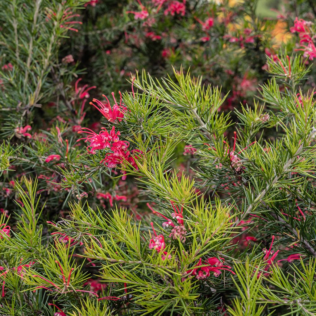 Silkkipuu - Grevillea juniperina