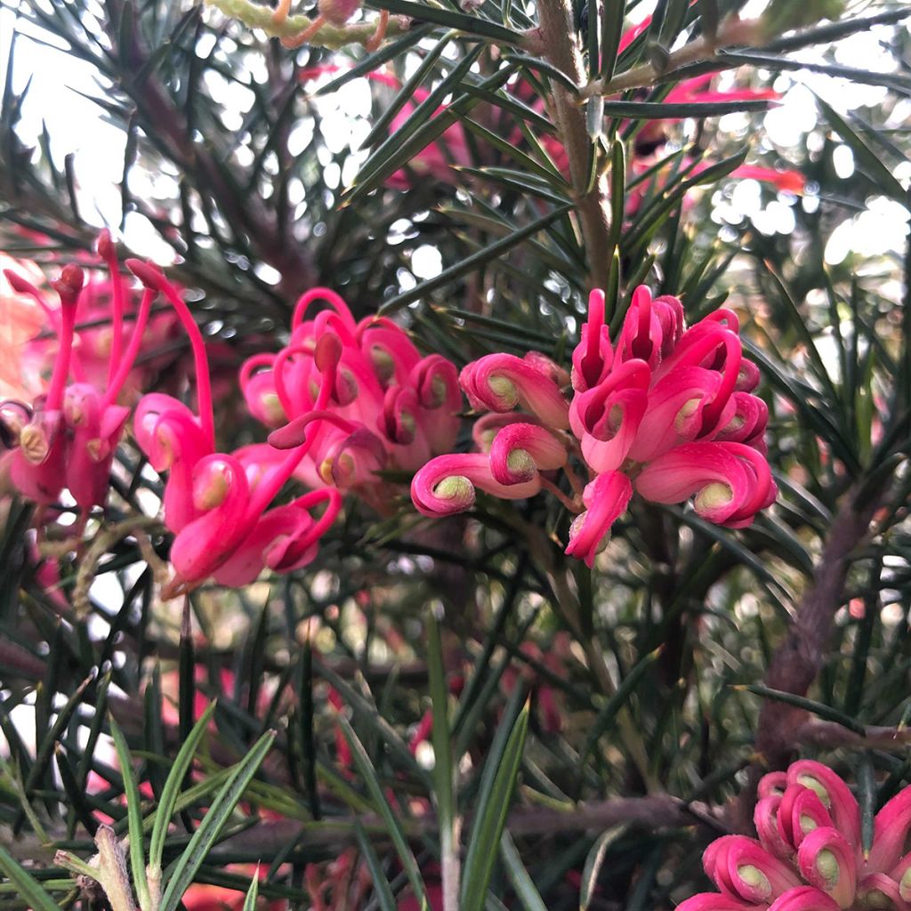 Silkkipuu - Grevillea juniperina