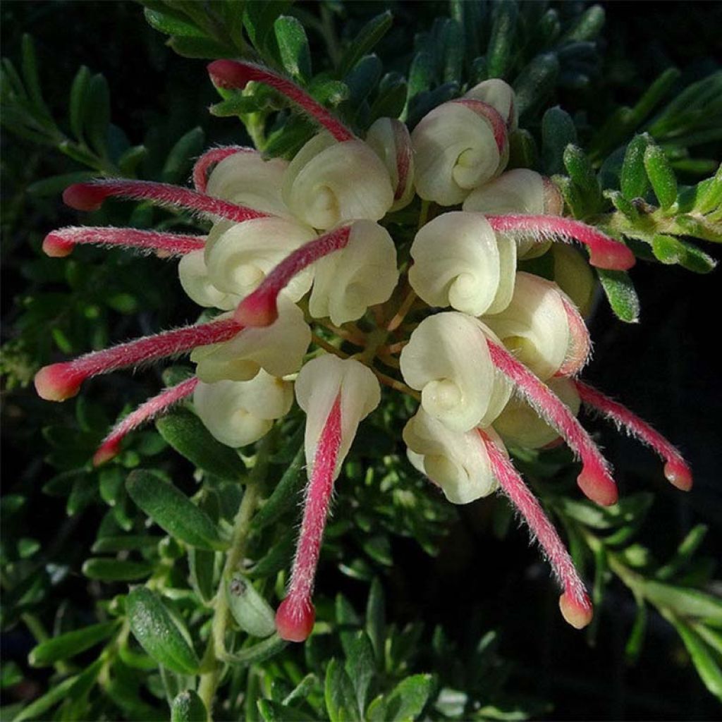 Silkkipuu Tamboritha