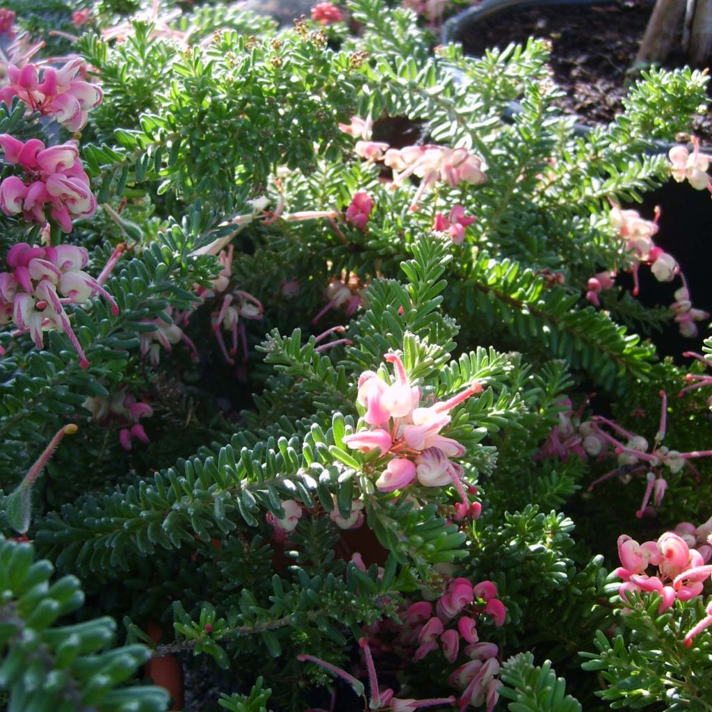 Silkkipuu Tamboritha