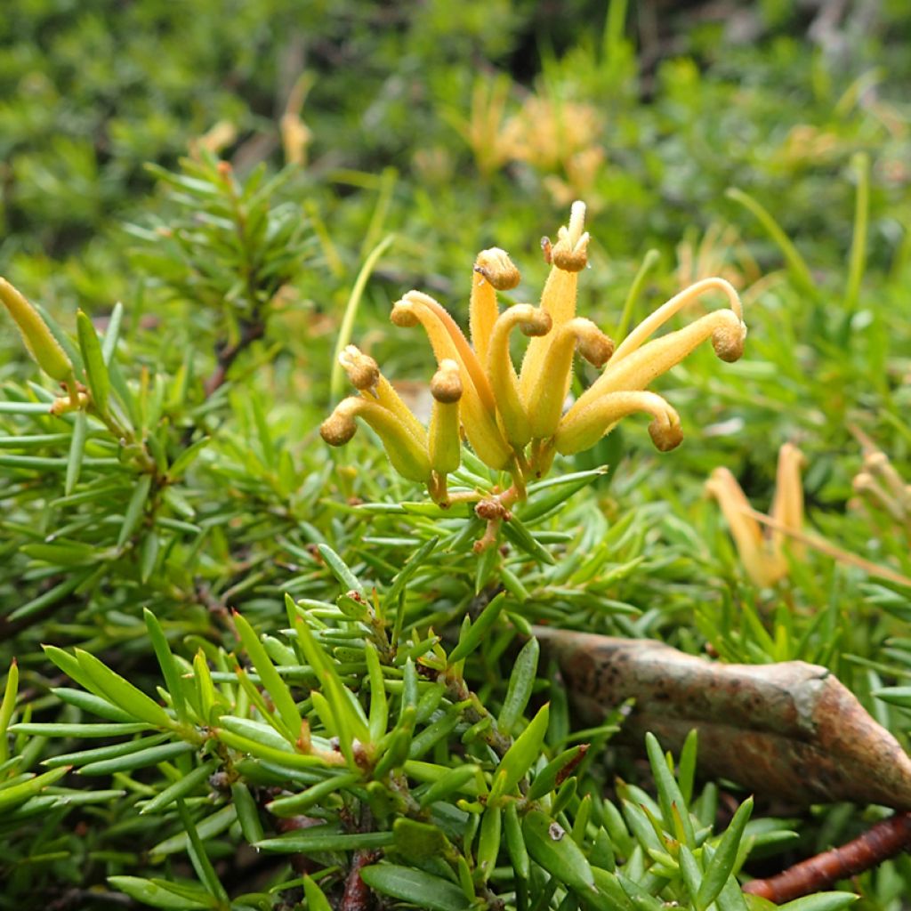 Silkkipuu Aurea