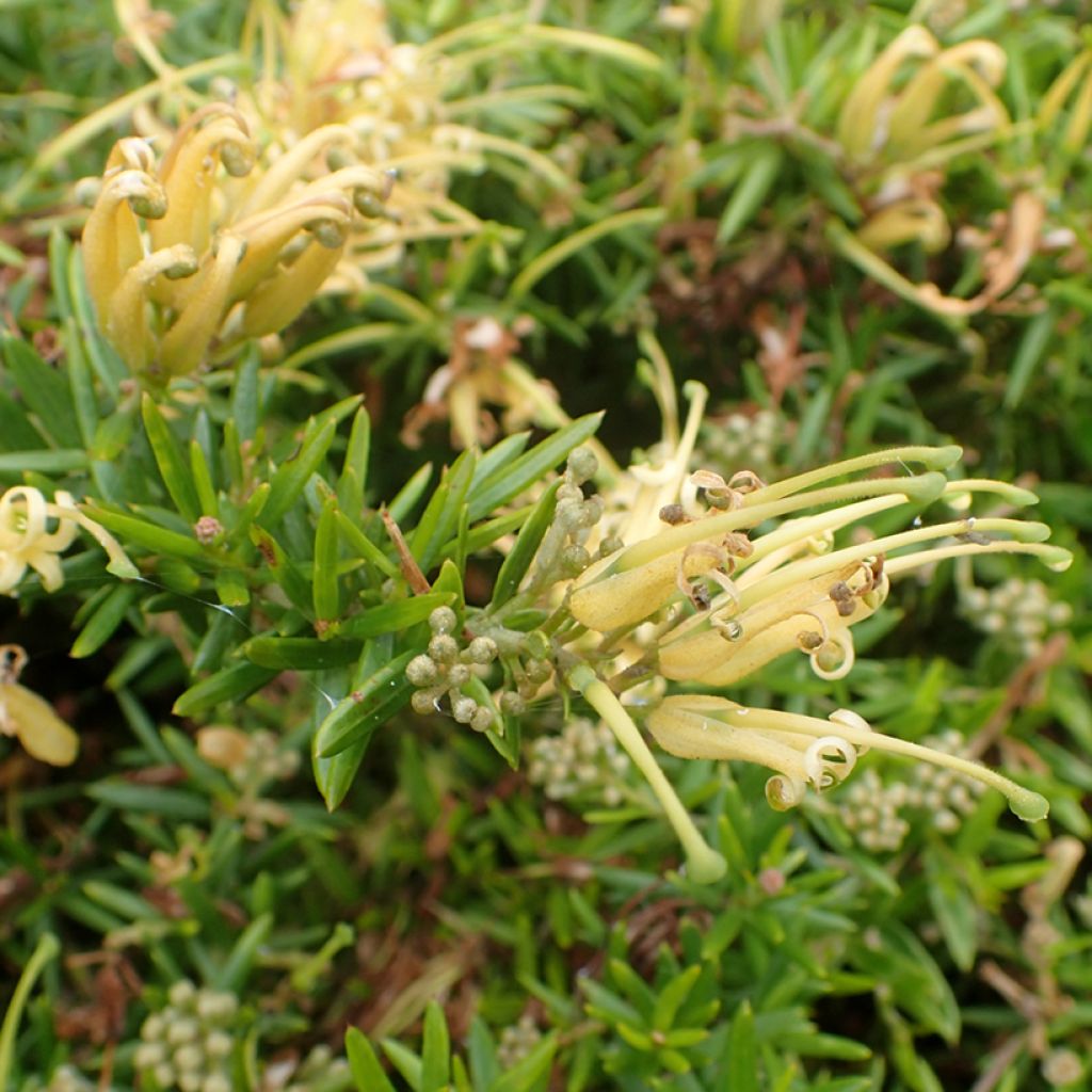 Silkkipuu Aurea
