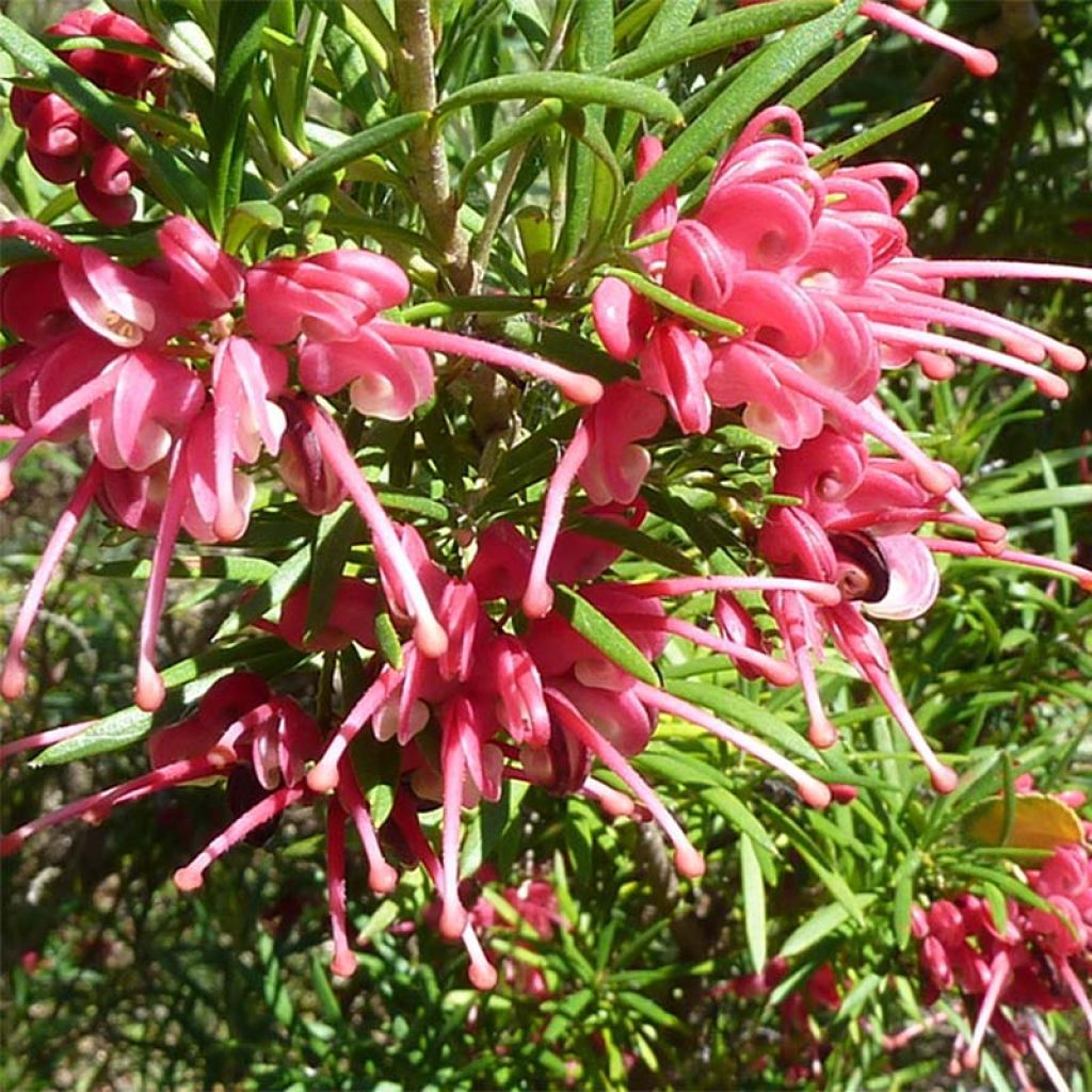 Silkkipuu - Grevillea rosmarinifolia