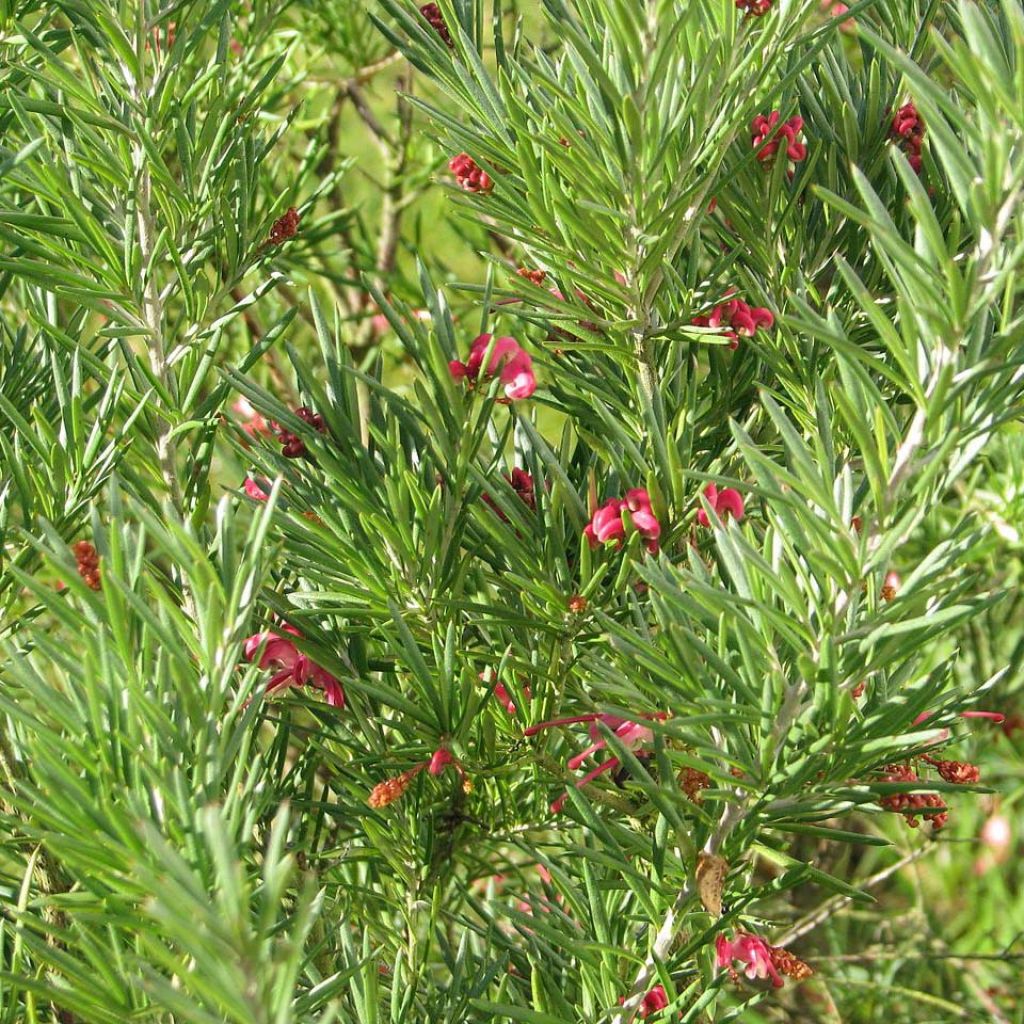 Silkkipuu - Grevillea rosmarinifolia