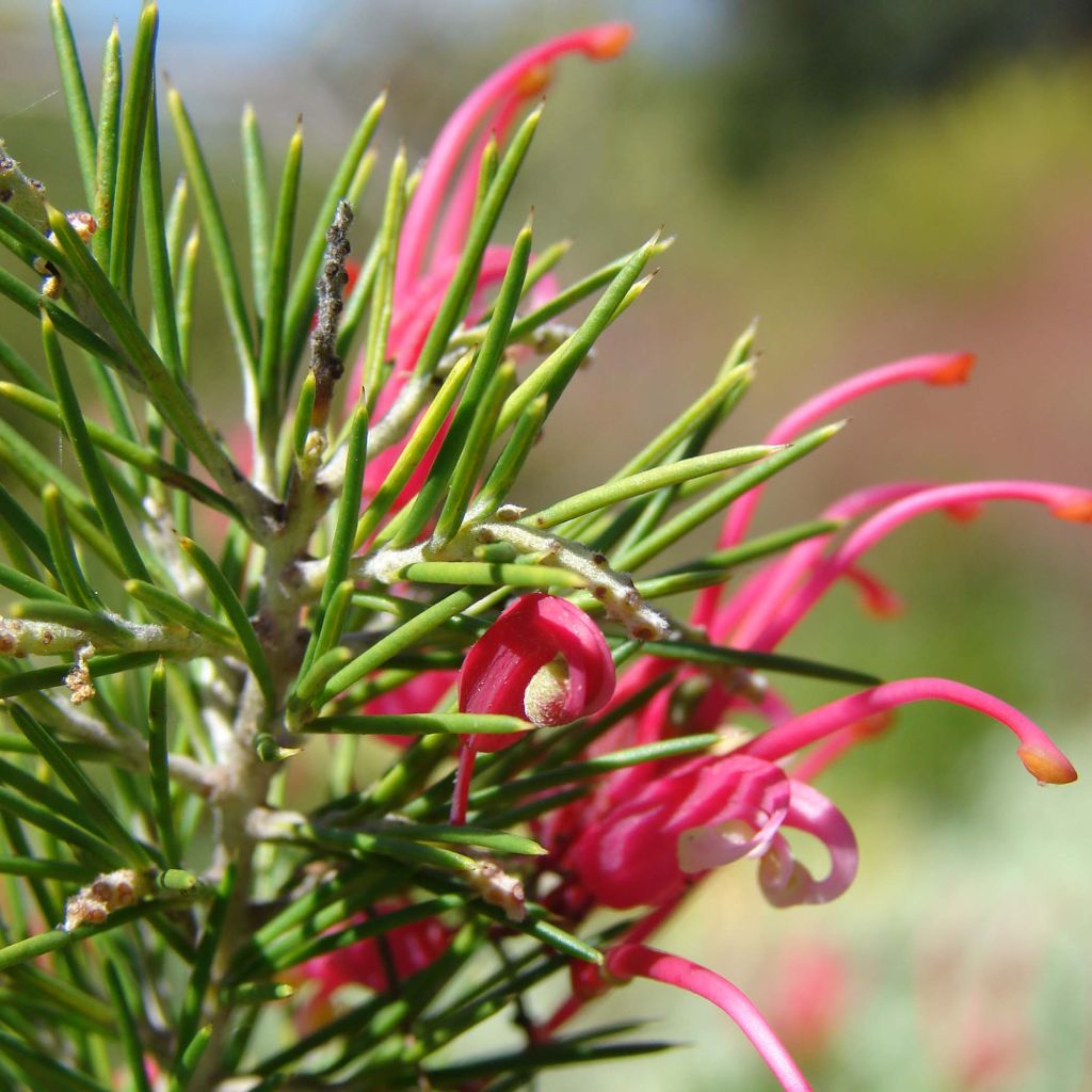 Silkkipuu - Grevillea rosmarinifolia