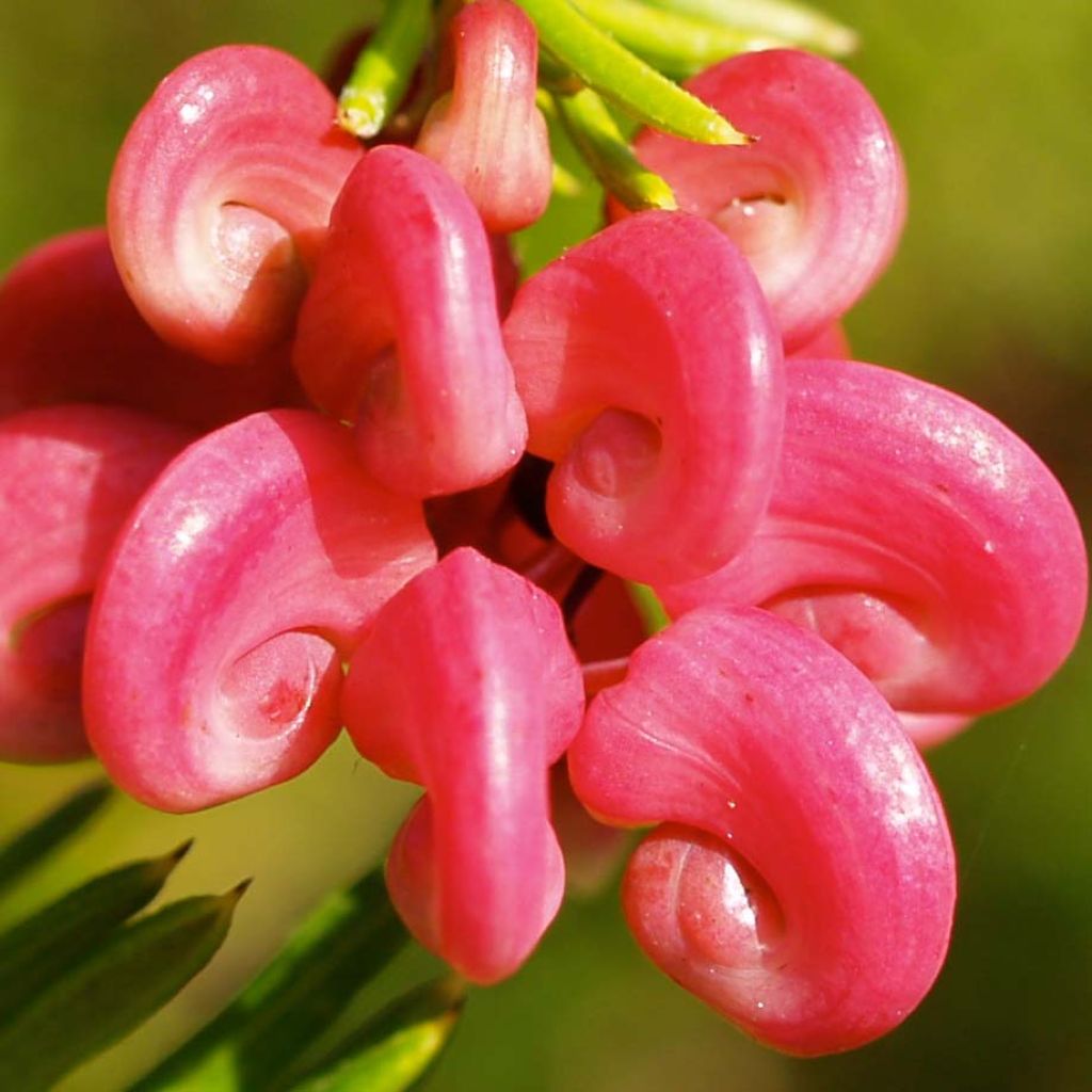 Silkkipuu - Grevillea rosmarinifolia