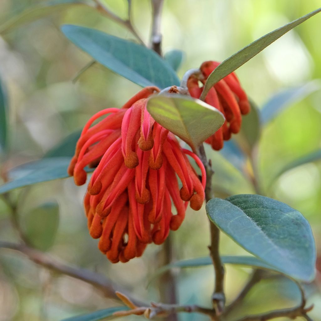 Silkkipuu - Grevillea victoriae