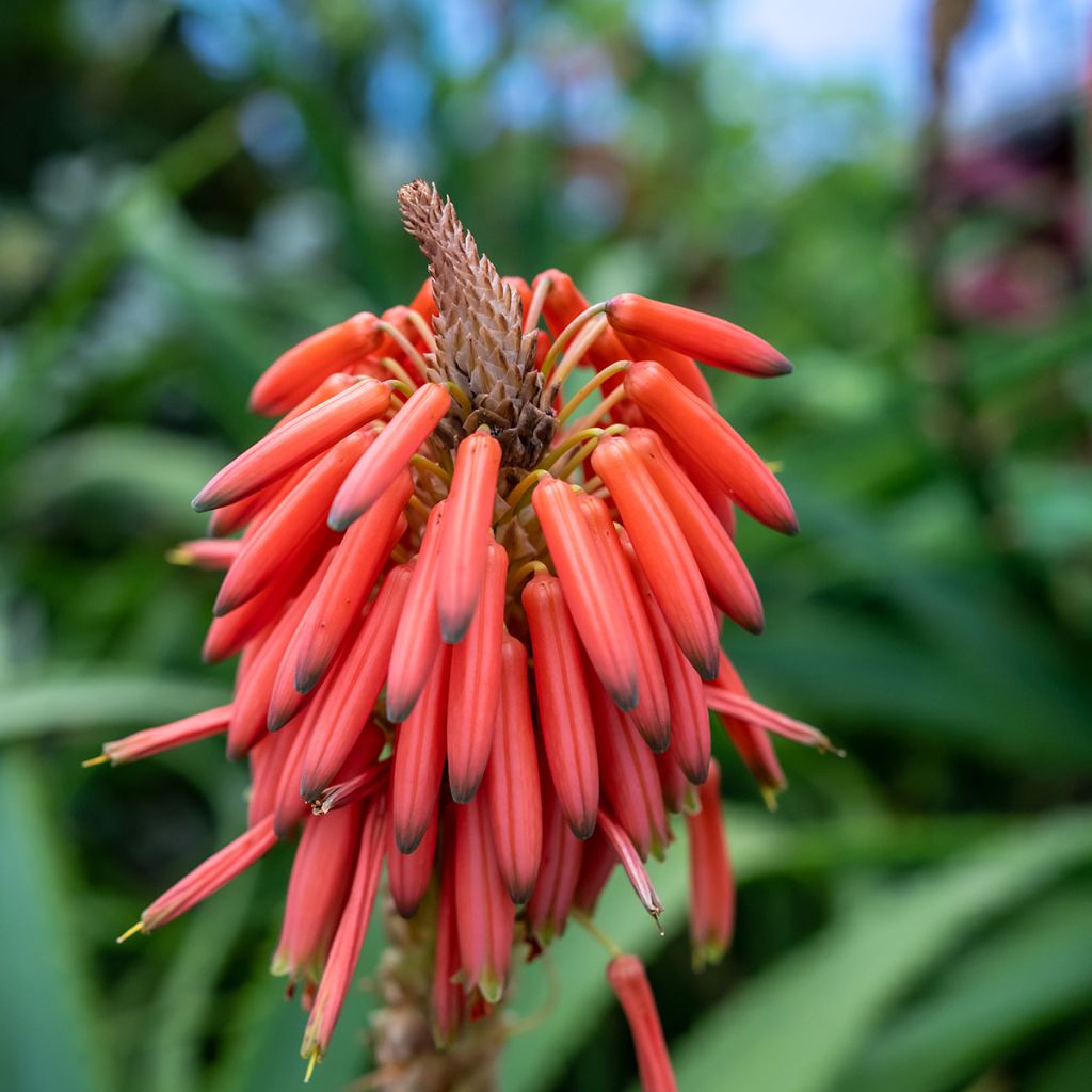 Silkkipuu - Grevillea victoriae