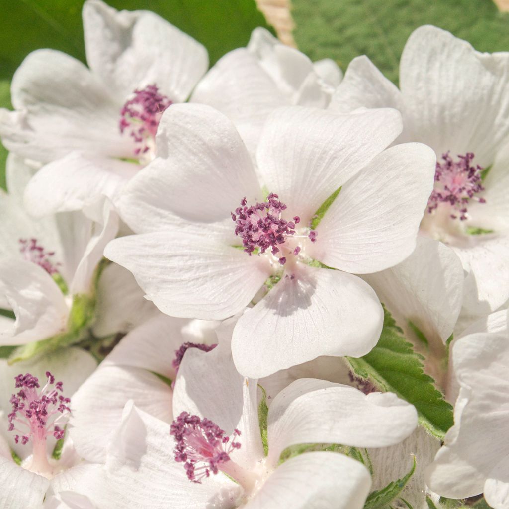Rohtosalkoruusu - Althaea officinalis