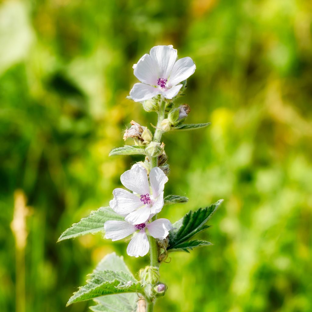 Rohtosalkoruusu - Althaea officinalis