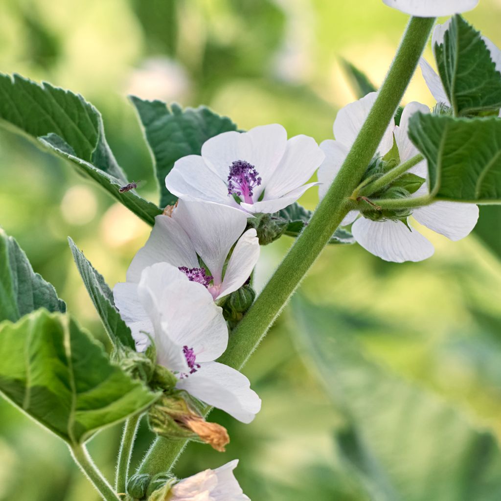Rohtosalkoruusu - Althaea officinalis