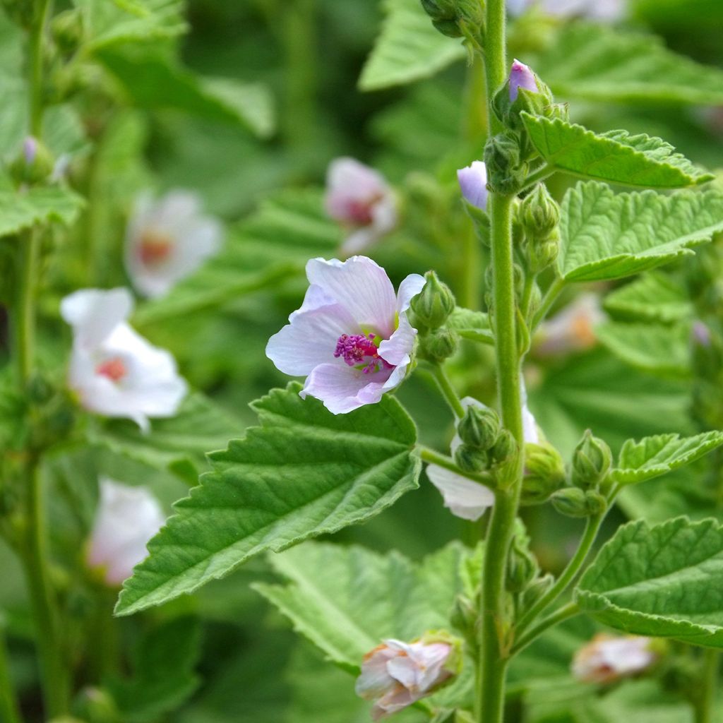 Rohtosalkoruusu - Althaea officinalis