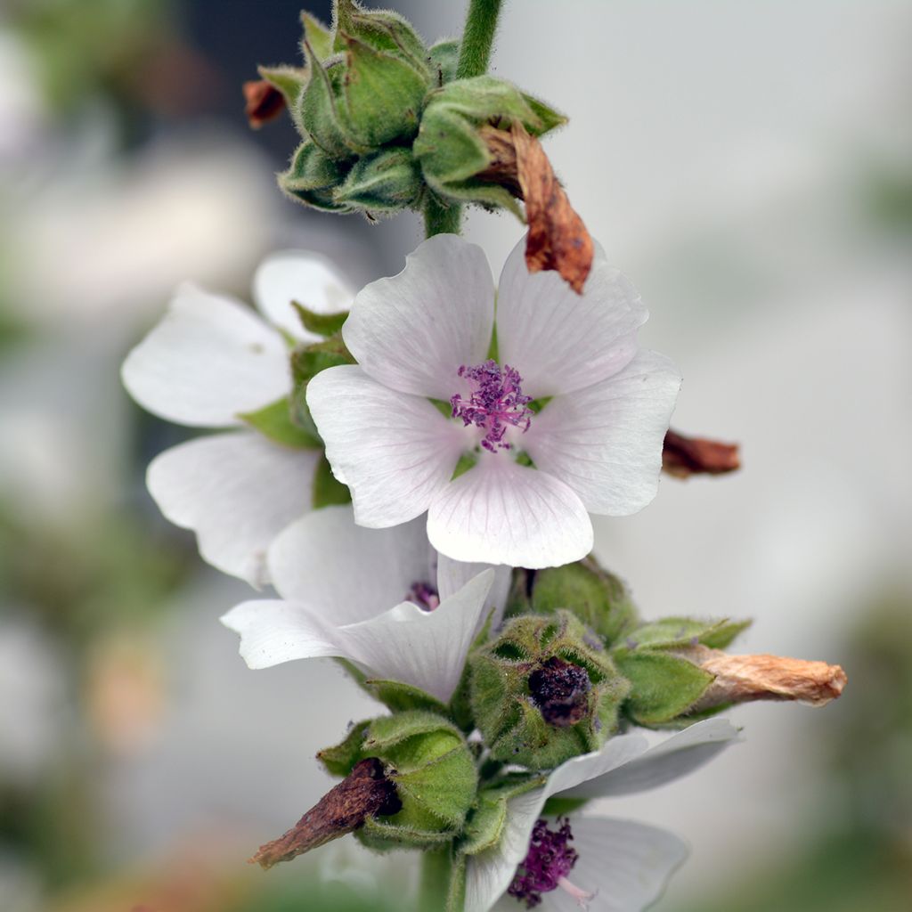 Rohtosalkoruusu - Althaea officinalis