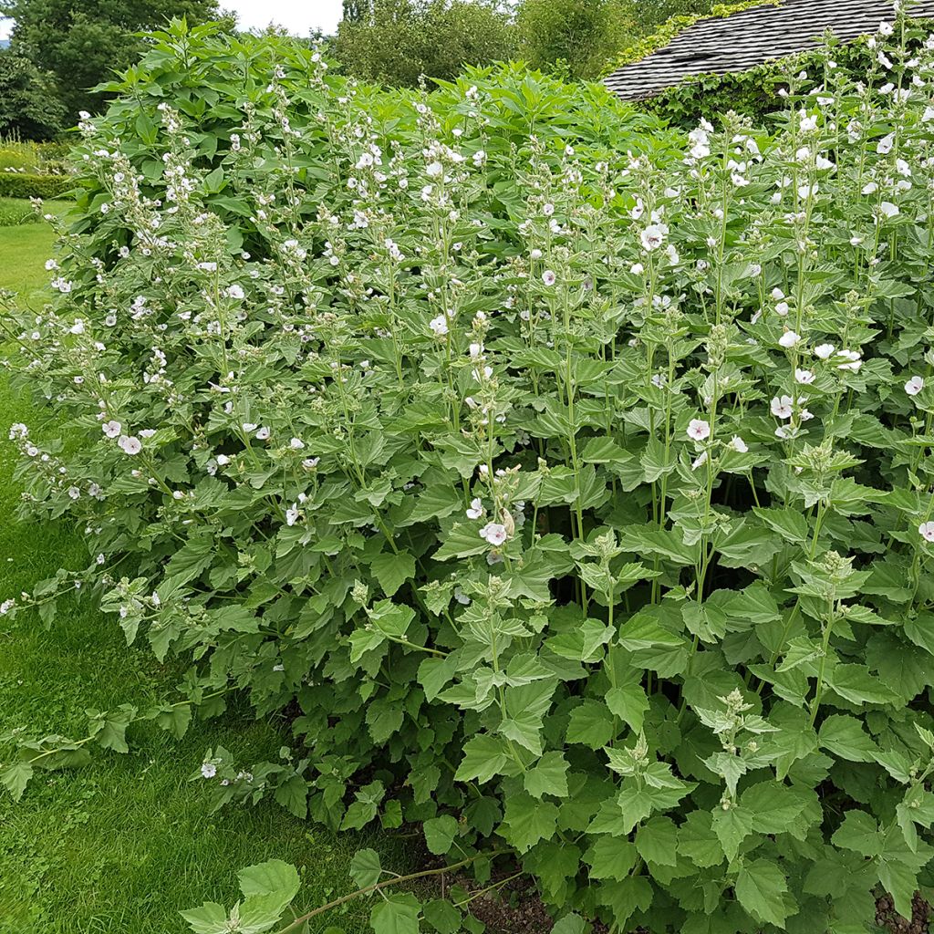 Rohtosalkoruusu - Althaea officinalis